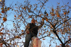 Kakiernte-und-dem-Himmel-nahe