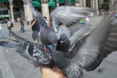 Ausflug-nach-Milano