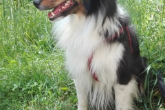Der-Therpaiehund-Sira-ist-immer-dabei