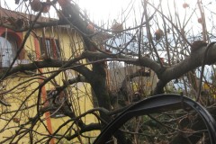 Kiwiernte_IMG_0537