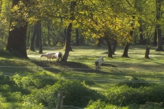 Bei-den-Schafen-einer-Mitarbeiterin_2