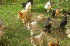 Die-Huehner-geniessen-den-Freilauf