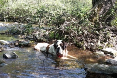 Hund-einer-Mitarbeiterin