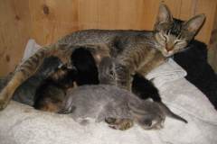 Junge-Kaetzchen-2007