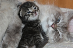 Junge-Kaetzli-von-Olga-_2-2015