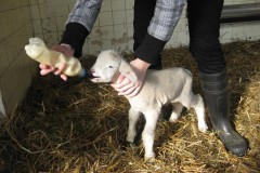 Junge-Laemmli-schoeppelen