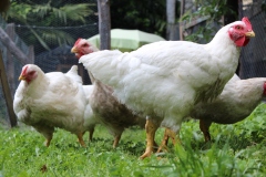 Wir-halten-im-Garten-10-Mastgueggeli-2015