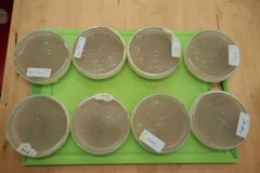 Pilzkulturen_Petrischalenvergleiche