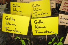 Tomaten-Setzlinge-ziehen