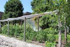 Tomaten-Treibhaus_IMG_0930