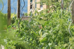 Tomaten-setzen-pflegen-ernten-essen